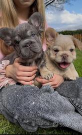 Bulldog Francese Fluffy e Big Rope