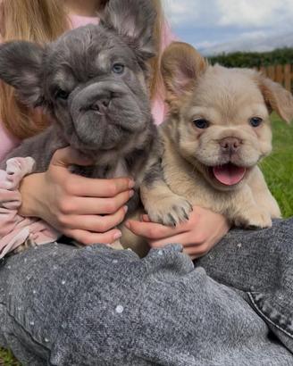 Bulldog Francese Fluffy e Big Rope