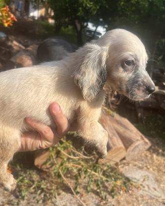 Cuccioli Setter