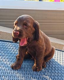 Ciccioli cocker spaniel