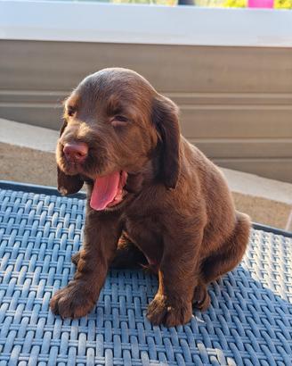 Ciccioli cocker spaniel