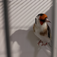 Cardellino favato Mayor