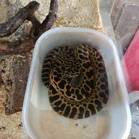 Serpente anacond gialla