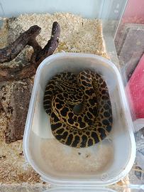 Serpente anacond gialla