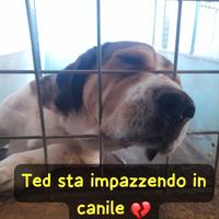 Ted 5 anni circa taglia grande sta impazzendo