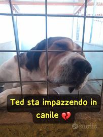 Ted 5 anni circa taglia grande sta impazzendo