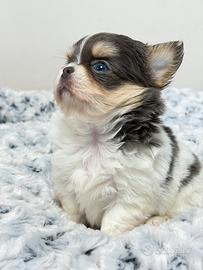 Chihuahua femmina tricolore