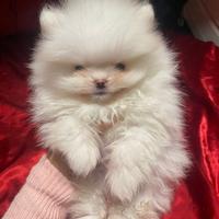 Cane Volpino Pomerania