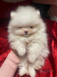 Cane Volpino Pomerania