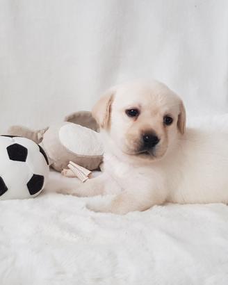 Disponibili cuccioli di labrador retriever