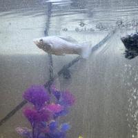 Molly e Platy maschi