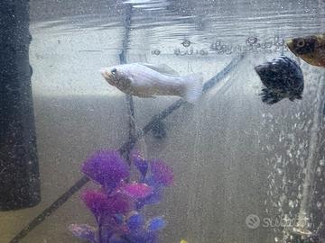 Molly e Platy maschi