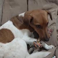 JACK Russel terrier
