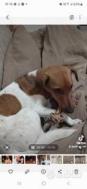 JACK Russel terrier
