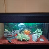 Acquario  80-100L