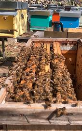 Sciami o Famiglie di Api da 3 a 5 telai