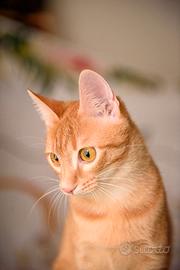 Zoe= vita, chiusa in box aspetta te