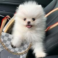 VOLPINO & VOLPINI SPITZ di POMERANIA cuccioli