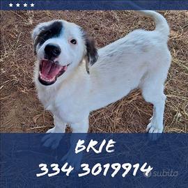 Brie: cucciola di 4 mesi simpaticissima