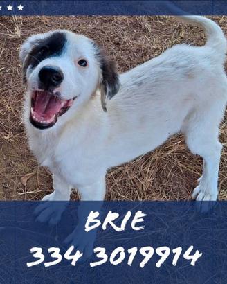 Brie: cucciola di 4 mesi simpaticissima