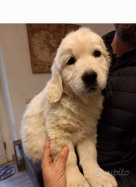 Golden Retriever inglese cuccioli con PEDIGREE