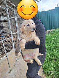 Cucciolo incrocio maremmano