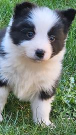 Cucciola border collie pedigree