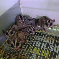 Petauri dello zucchero