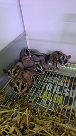 Petauri dello zucchero