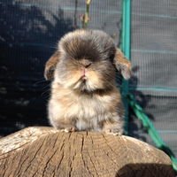 Cucciolo di coniglio Minilop