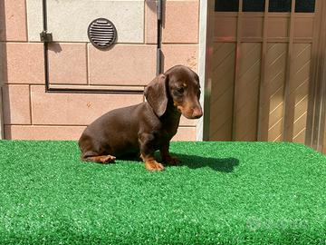 bassotti pedigree ENCI 