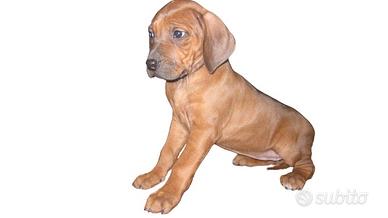 Cuccioli di Rhodesian Ridgeback con pedigree