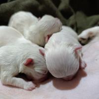 Cuccioli di chiwawa chiuaura chihuahua ciuaua