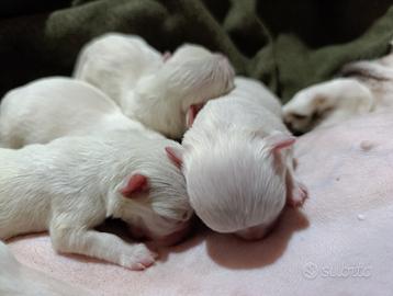 Cuccioli di chiwawa chiuaura chihuahua ciuaua