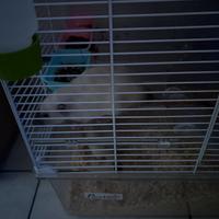 Ratti siamesi maschio e femmina con gabbia