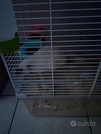 Ratti siamesi maschio e femmina con gabbia