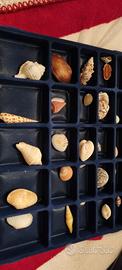 Collezione completa conchiglie del mondo