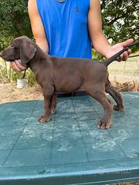 Ultimo cucciolo Kurzhaar bracco tedesco