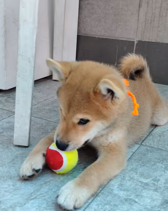 Cuccioli shiba