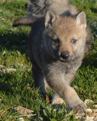 Cuccioli cane lupo cecosovacco