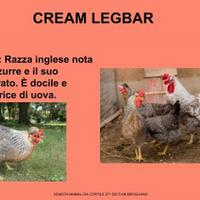 Galline ornamentali cream legbar