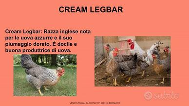 Galline ornamentali cream legbar