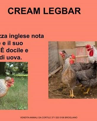 Galline ornamentali cream legbar