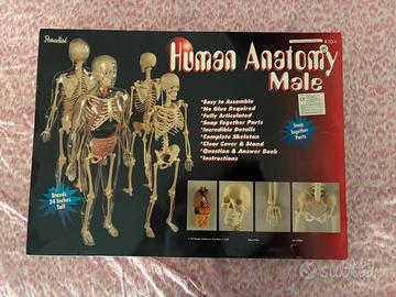 Paradise Human Anatomy Male 1995