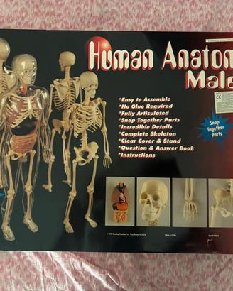 Paradise Human Anatomy Male 1995