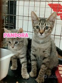 Zeus e Pandora gattini di tre mesi