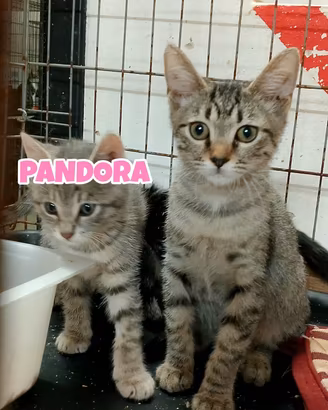 Zeus e Pandora gattini di tre mesi