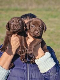 Cuccioli di Labrador - Alta Genaologia