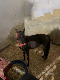 Cavallo poni