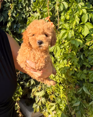 Cuccioli di barboncino Toy e mini Toy